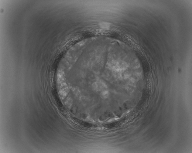 X0000081450695200702021742