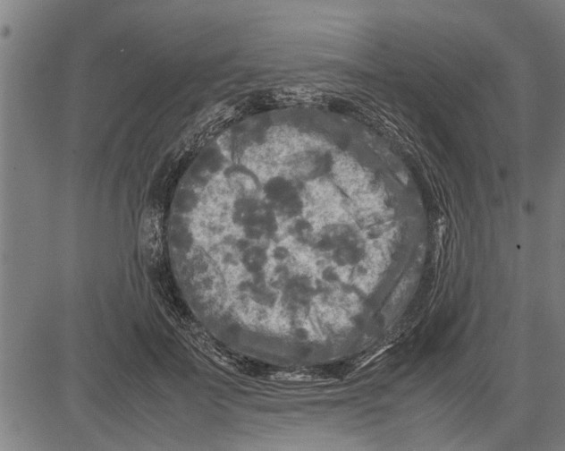 X0000081450699200702021742