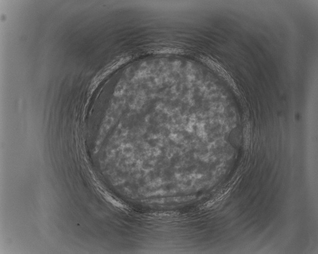 X0000081450721200702021741