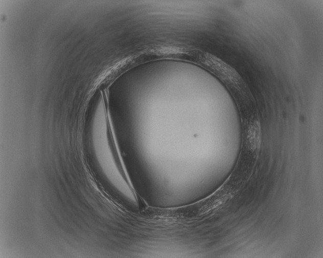 X0000081450732200702021741