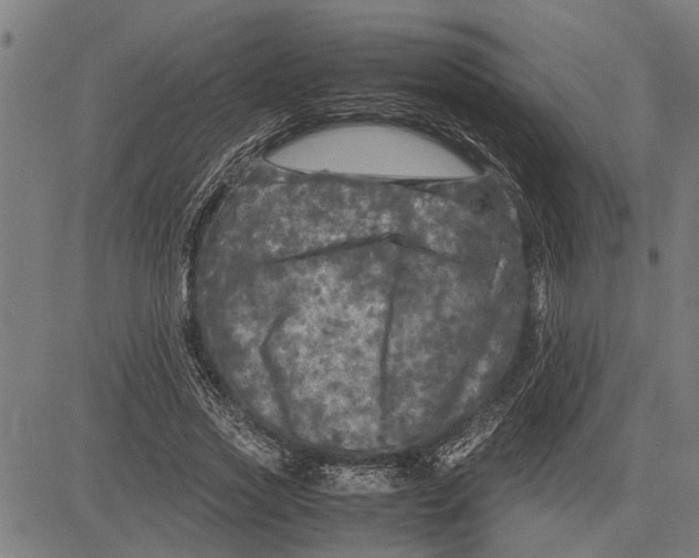 X0000081450733200702021741