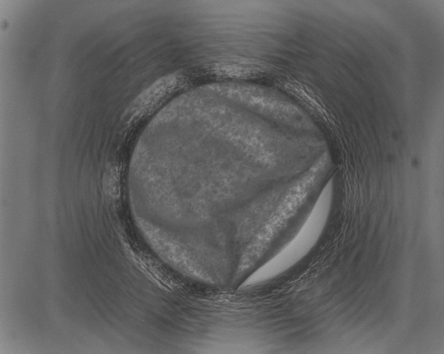 X0000081450738200702021742