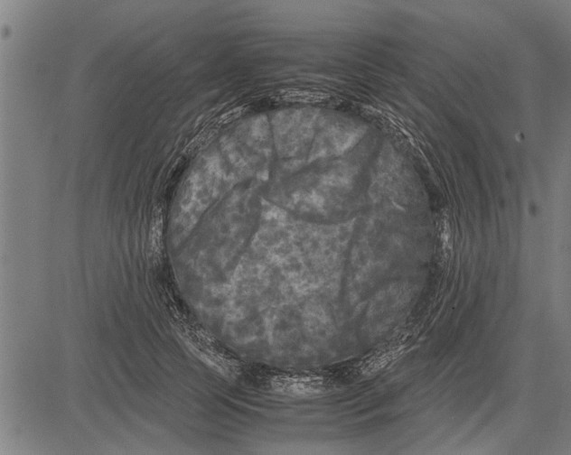 X0000081450745200702021742