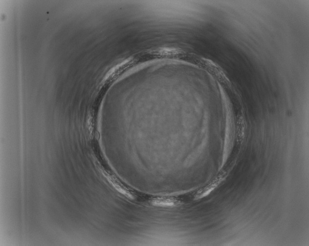 X0000081450762200702021742