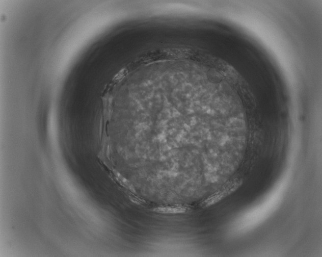 X0000081450765200702021742