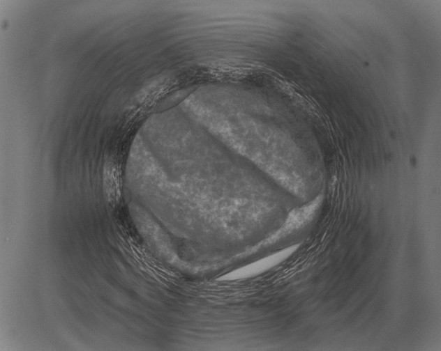 X0000081450772200702021741