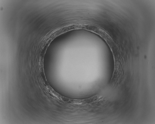 X0000081450773200702021741