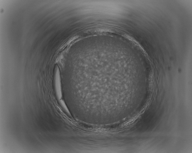 X0000081450785200702021741