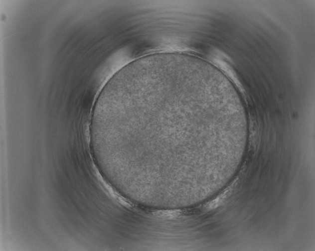 X0000081450810200702021741