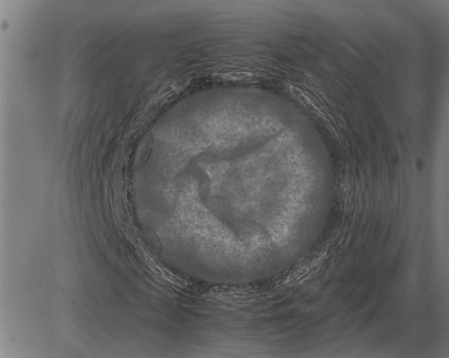 X0000081450817200702021740