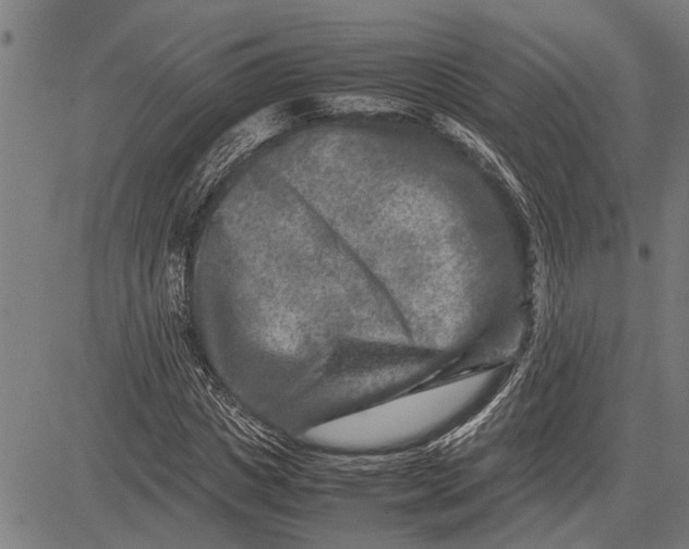 X0000081450825200702021740