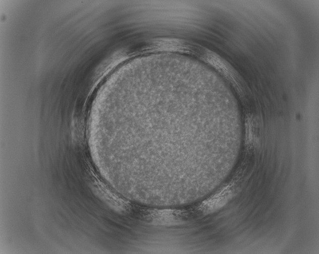 X0000081450828200702021740