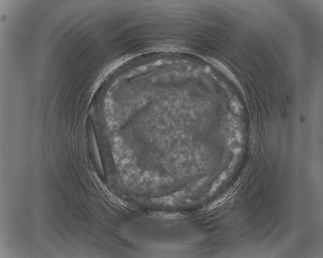 X0000081450831200702021740