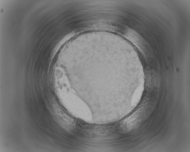 X0000081450832200702021740