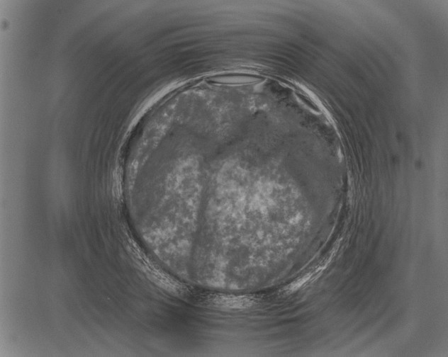 X0000081450835200702021740