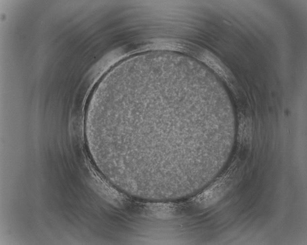 X0000081450836200702021740