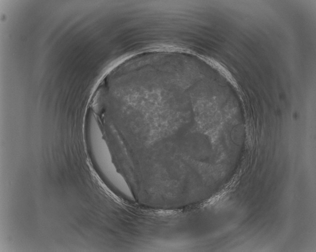 X0000081450839200702021740