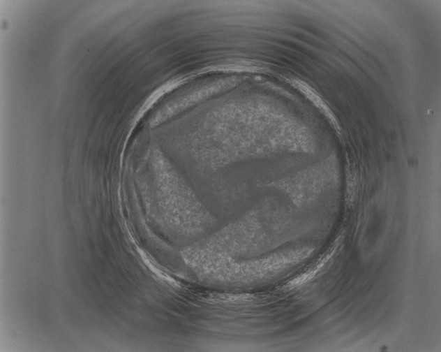 X0000081450845200702021740