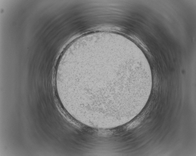 X0000081450848200702021740