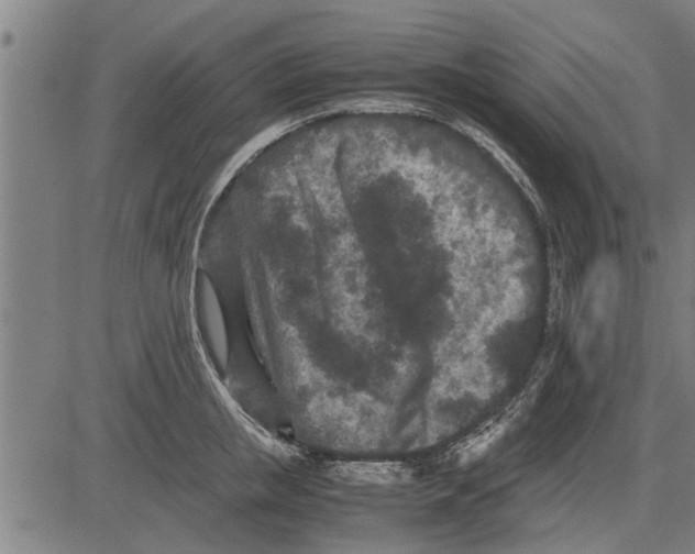 X0000081450853200702021740