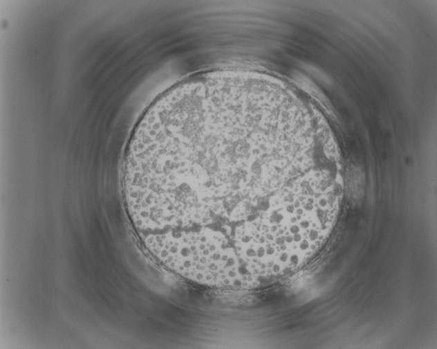 X0000081450856200702021740