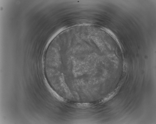 X0000081450859200702021740