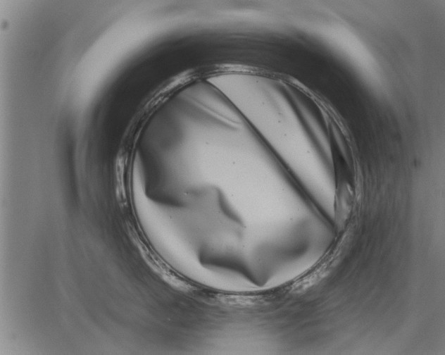 X0000081450862200702021740