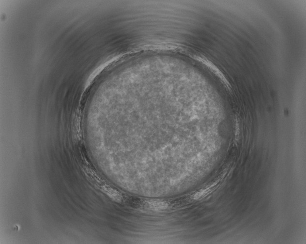 X0000081450878200702021740