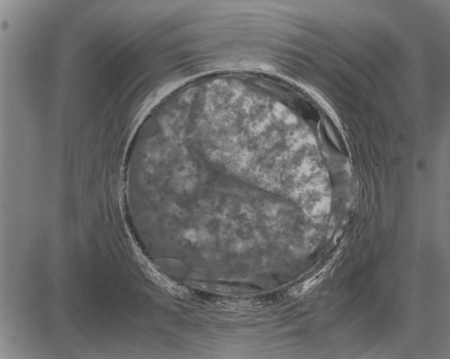 X0000081450895200702021739