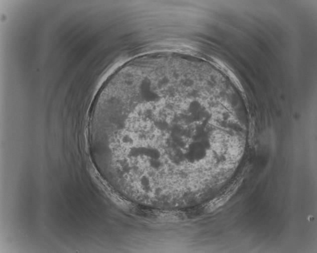 X0000081450899200702021739