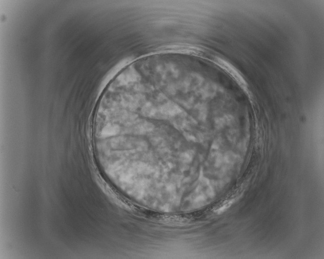 X0000081450907200702021739