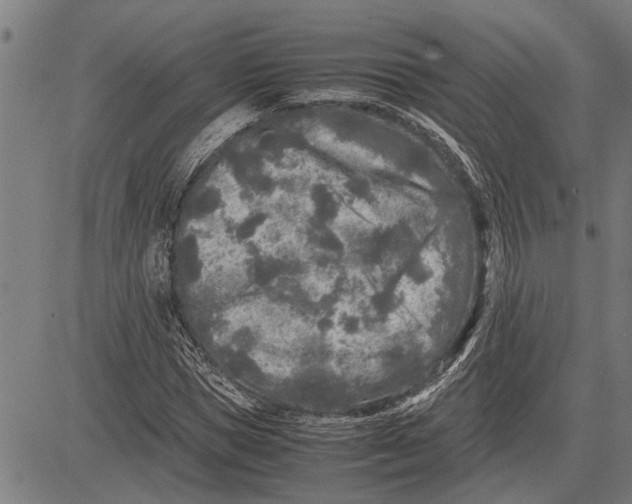 X0000081450921200702021738