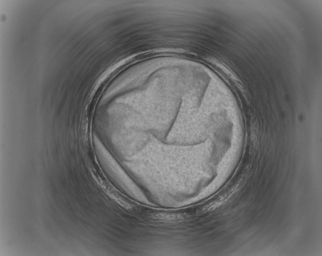 X0000081450933200702021739