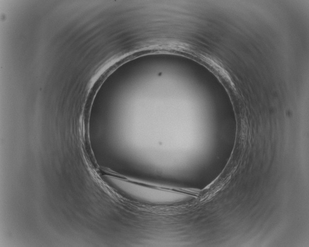 X0000081450936200702021739