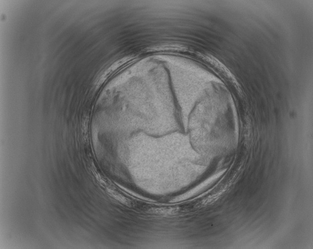 X0000081450937200702021739