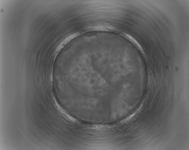 X0000081450938200702021739