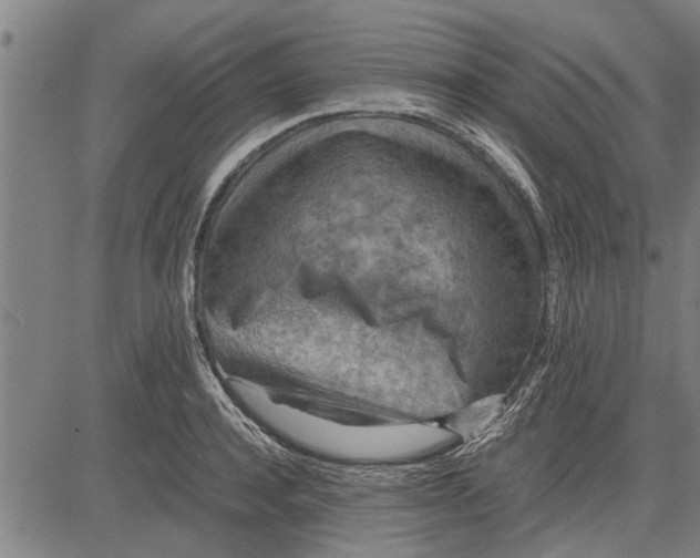 X0000081450944200702021739