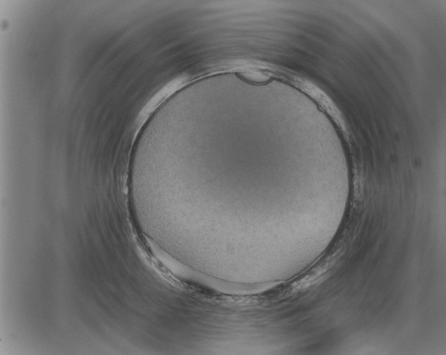 X0000081450954200702021739