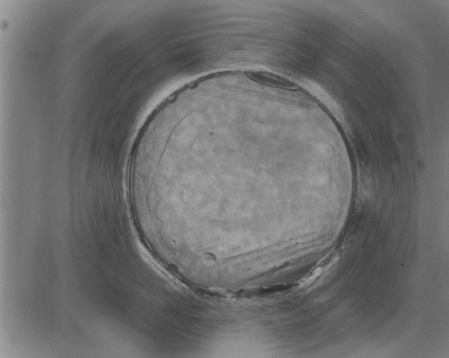 X0000081450958200702021739