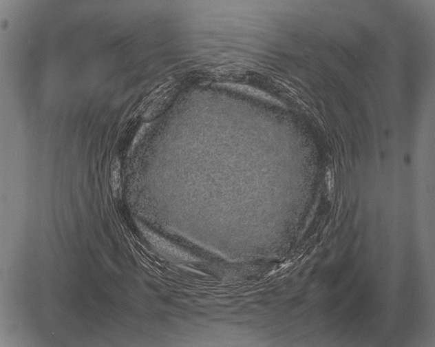 X0000081450963200702021738