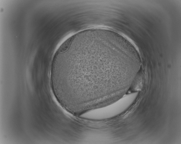 X0000081451007200702021737