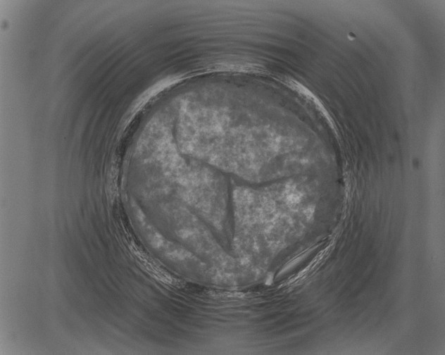 X0000081451019200702021737