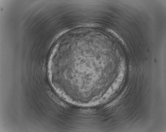 X0000081451025200702021737