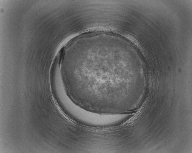 X0000081451030200702021737