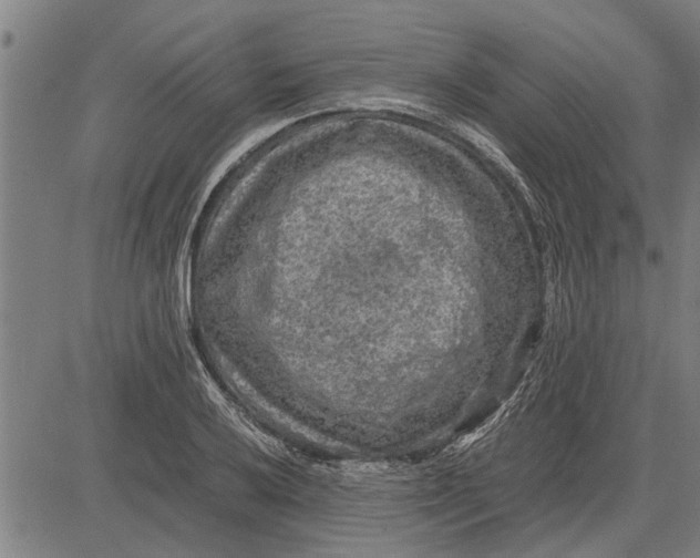 X0000081451032200702021737