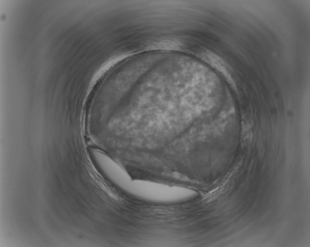 X0000081451035200702021737