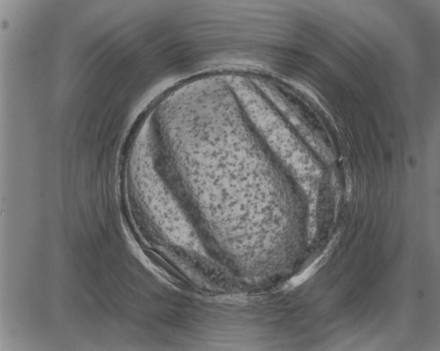 X0000081451038200702021737