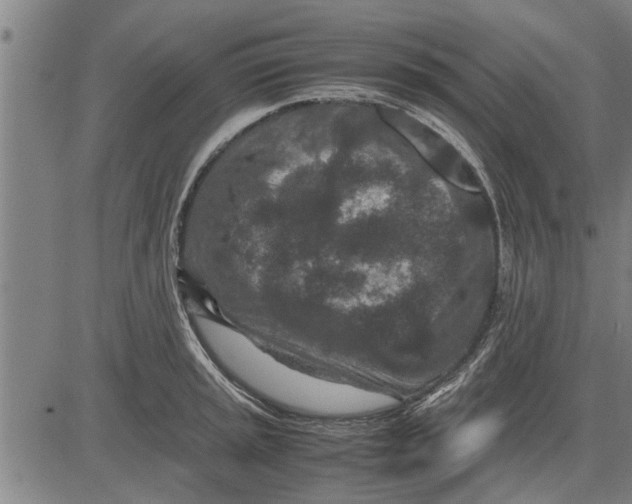 X0000081451045200702021737