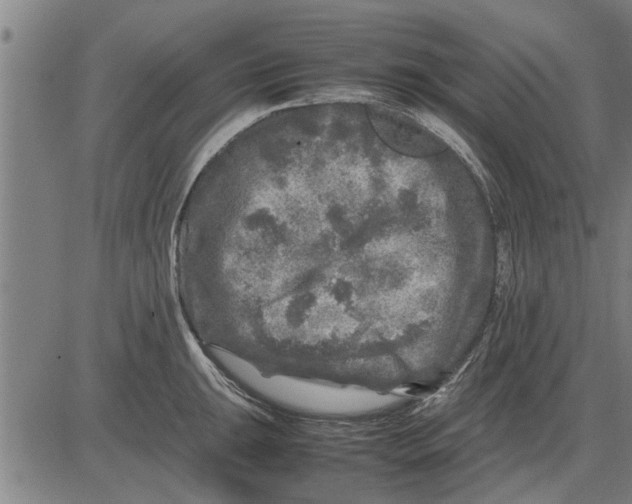 X0000081451047200702021737