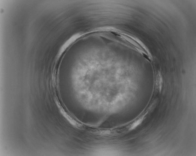 X0000081451054200702021737